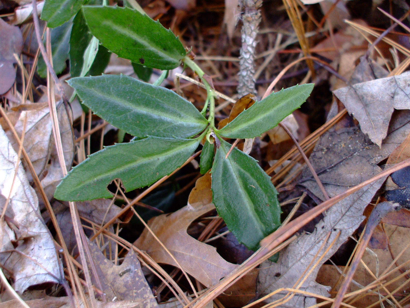Chimaphila menziesii
